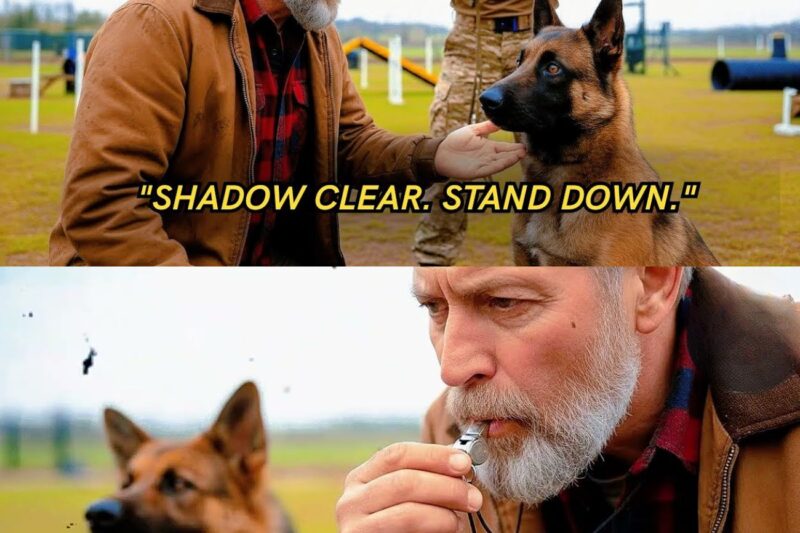 The Military K9 Obeyed No One — Until a Homeless Veteran Gave One Command